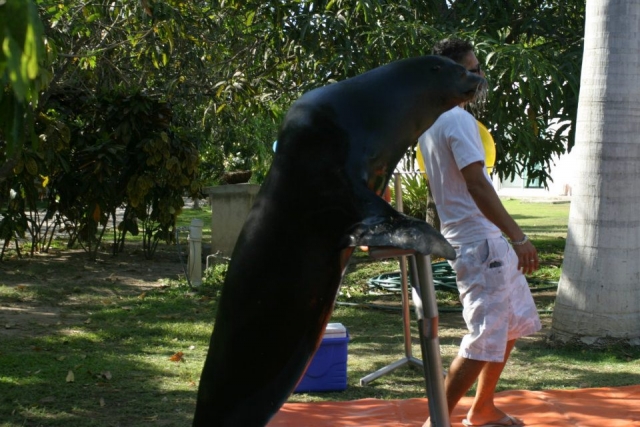 Show de focas